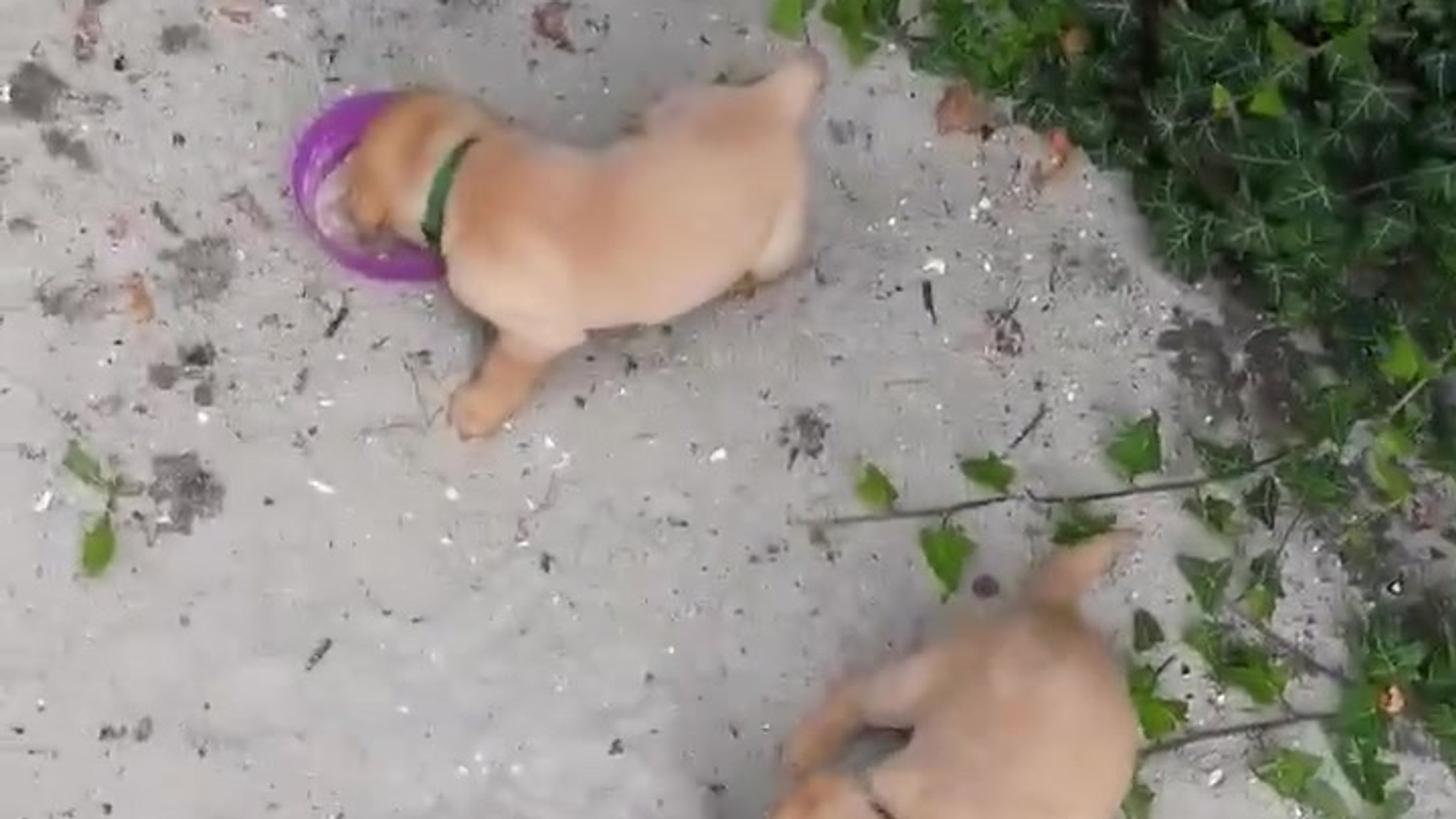 Hvalpe videoer - Labrador formel 1